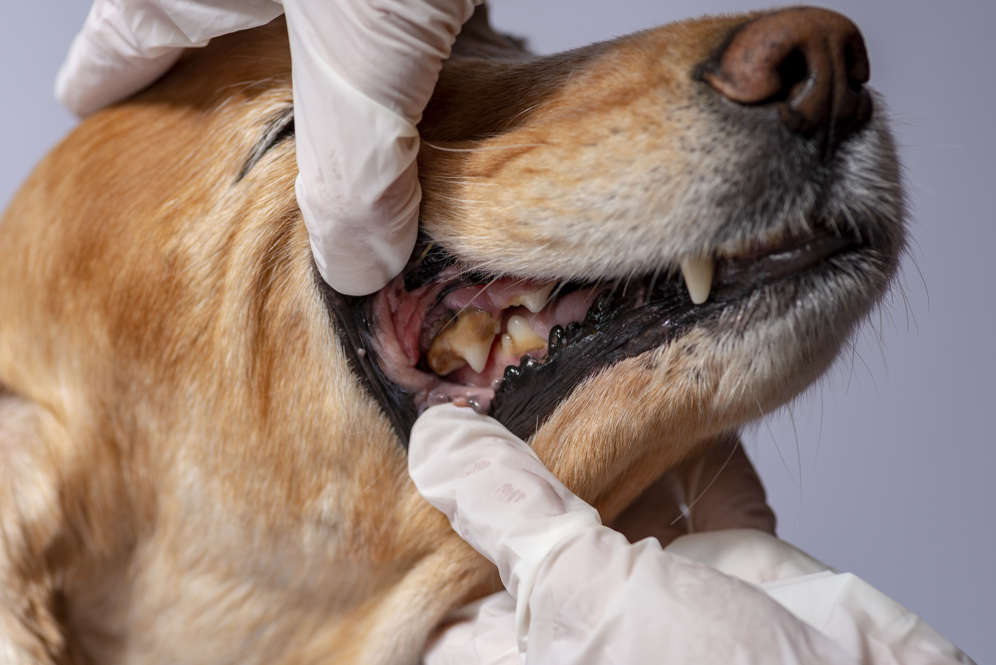 Pet Periodontal Disease